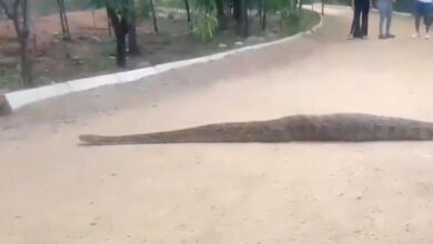 Video: Huge python spotted at Hyderabad's KBR National Park
