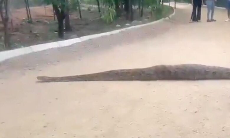 Video: Huge python spotted at Hyderabad's KBR National Park