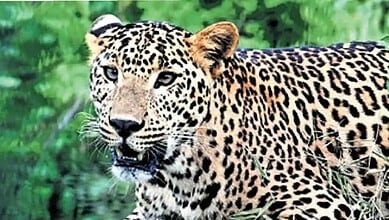 Leopard spotted again in Bengaluru's Yeshwanthpur