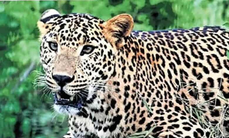 Leopard spotted again in Bengaluru's Yeshwanthpur