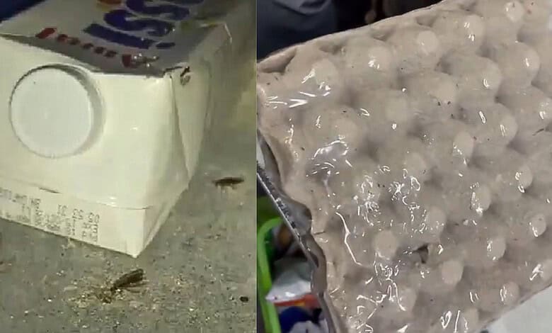 Cockroaches near a Zepto store in Hyderabad, highlighting infestation issues.