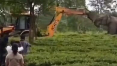 Elephant stands before earthmover in Assam forest