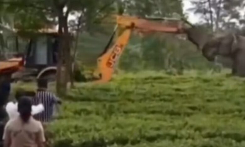 Elephant stands before earthmover in Assam forest