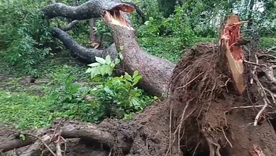 Fallen uprooted tree after heavy rains in Mulugu, causing damage to the surrounding area.