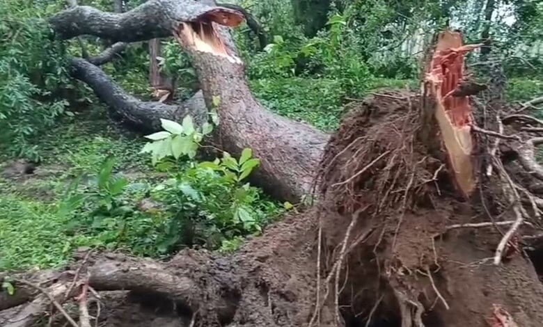 Fallen uprooted tree after heavy rains in Mulugu, causing damage to the surrounding area.