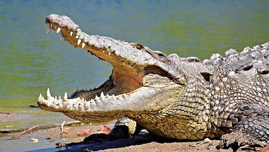 Close-up of a crocodile with open mouth, showing sharp teeth, in a water habitat.