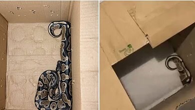 Pet python curled up in a cardboard box, seized by forest officials in Bengaluru.
