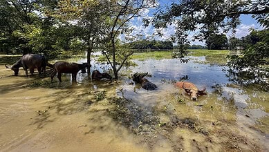 Wild buffaloes and a cow wading through floodwaters in Assam, India.