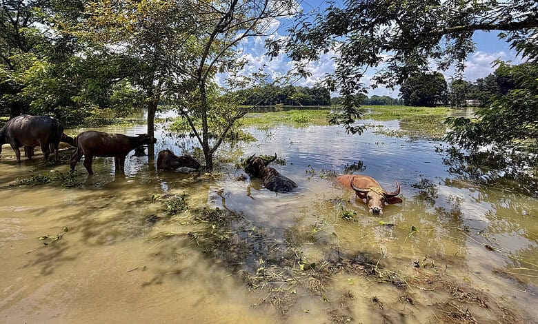 Wild buffaloes and a cow wading through floodwaters in Assam, India.