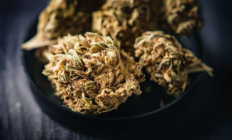 Close-up of fresh cannabis buds on a black plate, detailed and textured for SEO.