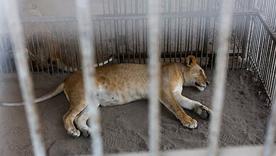 Lioness lying on the ground inside a cage at Gaza's zoo during conflict.