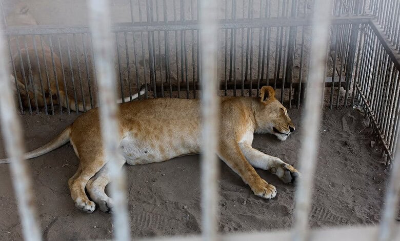Lioness lying on the ground inside a cage at Gaza's zoo during conflict.