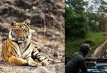 5 hours from Hyderabad, this tiger haven is worth the drive