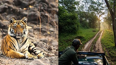 5 hours from Hyderabad, this tiger haven is worth the drive