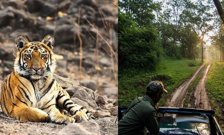 5 hours from Hyderabad, this tiger haven is worth the drive