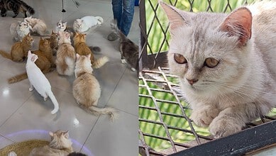 Hyderabad's first cat therapy centre is changing how people unwind