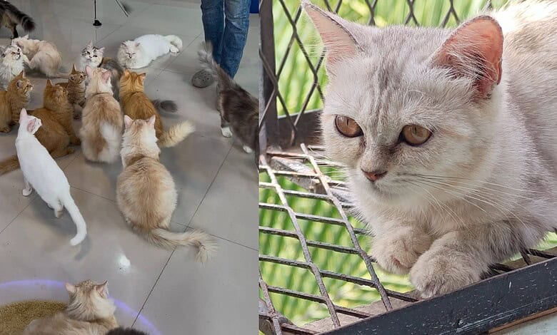 Hyderabad's first cat therapy centre is changing how people unwind