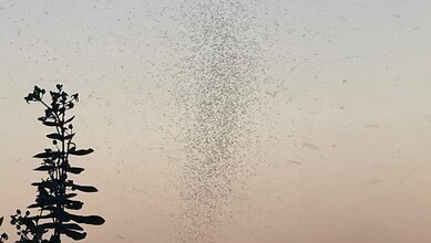 Large swarm of insects flying in the sky during sunset or sunrise.