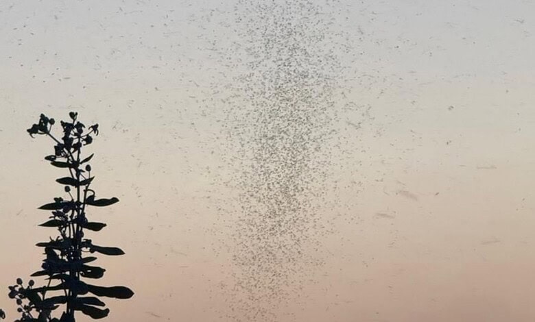 Large swarm of insects flying in the sky during sunset or sunrise.