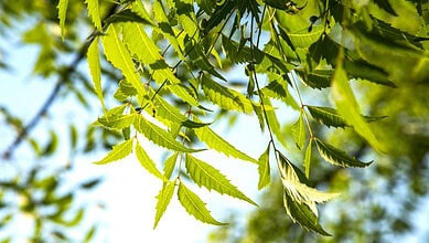 Close-up of green neem tree leaves against a bright sky background.
