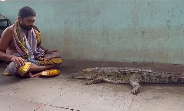 Priest worships crocodile