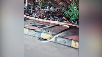 8-foot-long python crossing the road in Gachibowli during traffic stop.