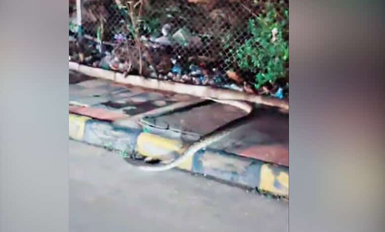 8-foot-long python crossing the road in Gachibowli during traffic stop.