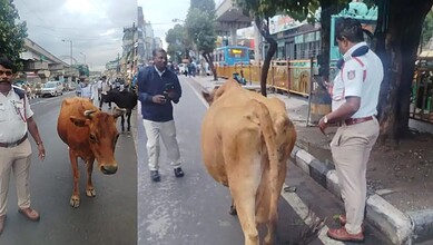 Cattle blocking Bengaluru Ring Road causing traffic disruption, police managing the situation.