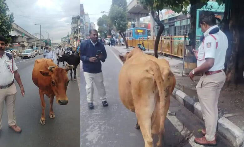 Cattle blocking Bengaluru Ring Road causing traffic disruption, police managing the situation.