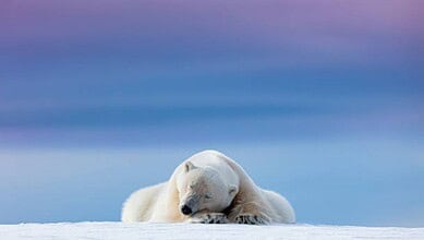 Young polar bear cub sleeping on snow with a blue sky background.