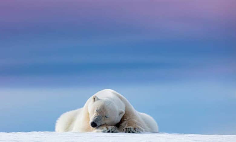 Young polar bear cub sleeping on snow with a blue sky background.