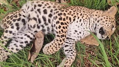 A dead cub found in Amrabad Tiger Reserve