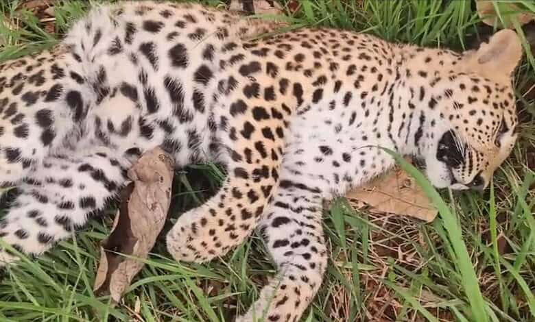 A dead cub found in Amrabad Tiger Reserve