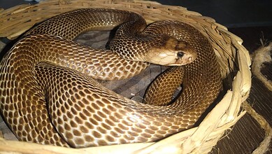 A snake coiled in a woven basket, showing its patterned scales and head.