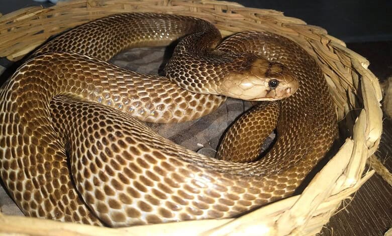 A snake coiled in a woven basket, showing its patterned scales and head.