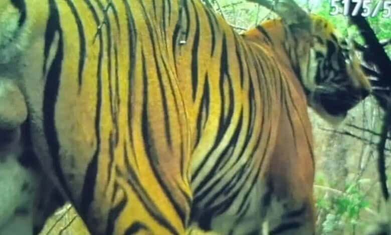Tiger sighting scare in Anegundi, forest officials launch alert