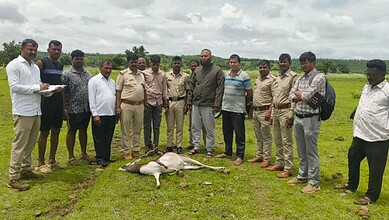 Group of men standing around a deer carcass in a field in Bidar.