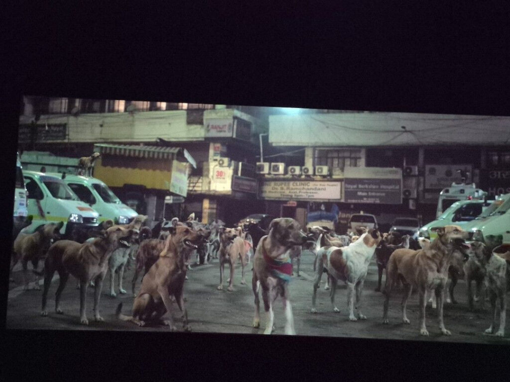 Group of stray dogs gathered on a city street at night with vehicles and buildings in the background.