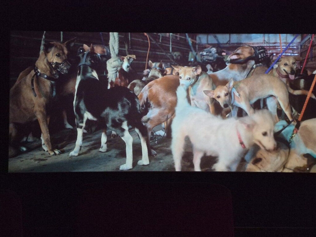 Group of stray dogs gathered in a busy urban street at night with shops and vehicles in the background.