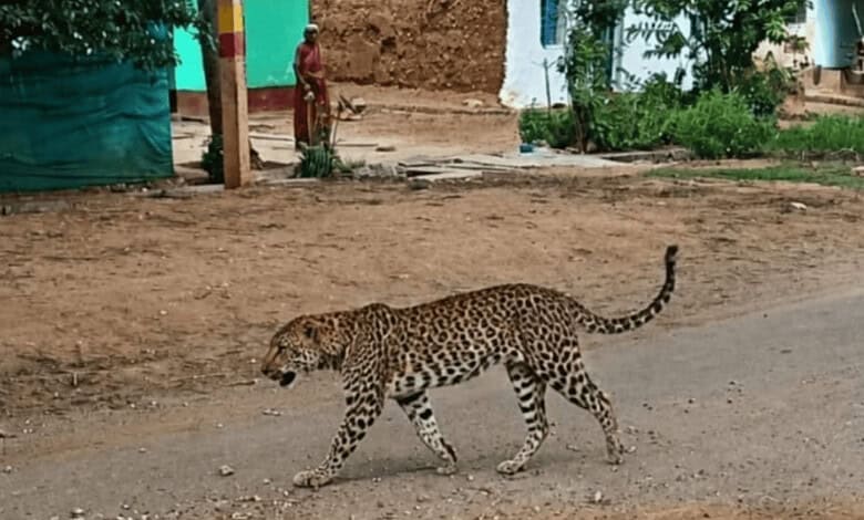 Leopard sighting near houses triggers panic in Karnataka village