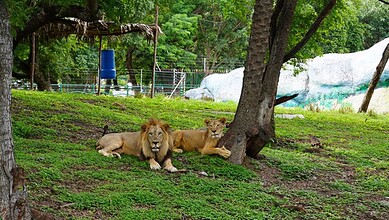 Two lions resting under a tree at Nehru Zoological Park during World Lion Day.