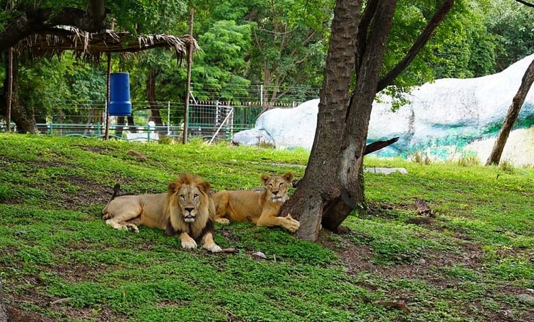 Two lions resting under a tree at Nehru Zoological Park during World Lion Day.