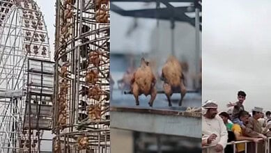 Giant Ferris wheel-style chicken grill and rotating barbecue attraction in Oman.