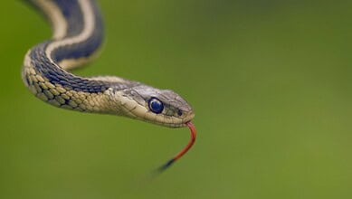 Close-up of a snake with its tongue out, in a green natural environment.
