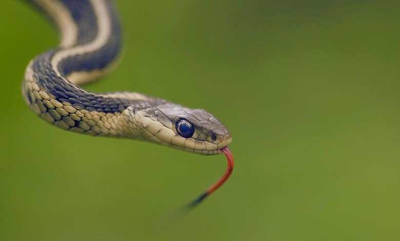 Close-up of a snake with its tongue out, in a green natural environment.