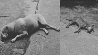 stray dogs death