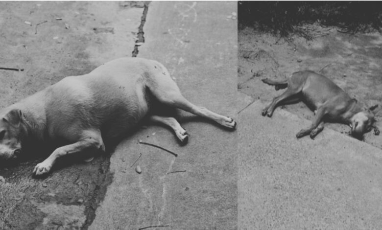stray dogs death