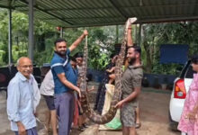 12-ft python caught in Karnataka