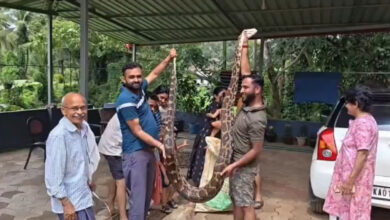 12-ft python caught in Karnataka