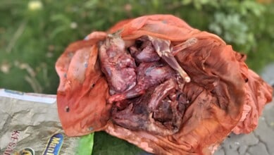 Deer meat wrapped in orange cloth on a green background near Hyderabad.